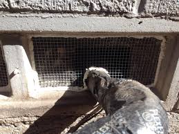 Rat Exclusion