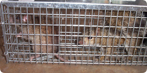 Rodent Trapping